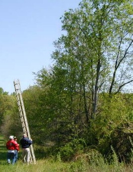 The ladder crew approaches the killer tree!